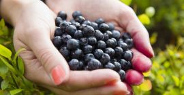 Hallo :) Ich sammle maßgeschneiderte Blaubeeren 16 PLN pro