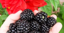 Ciao! Produttore Agricolo del Comune PLESOIU OLT (189 km