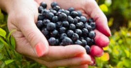 Frische saubere Blaubeeren zu verkaufen. Ich sammle auf Anfrage.