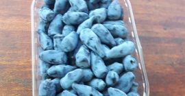 за продажба плодове от сорта Камчатка Бери Wojtek