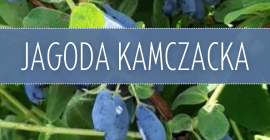 Здравейте. Имам около 1,5 т плодове хаскап за продажба