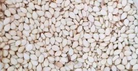 Sudanese white sesame seeds, first sorting