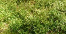 Comenzi pentru fructe de padure proaspăt culese de peste