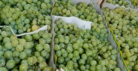 Trauben aus Mazedonien sind ab Anfang August erhältlich, Sorten: