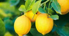 Helló, kiváló minőségű citrus citromot forgalmazok.