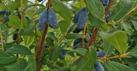 Haskap ecologic congelat. 1500 kg Indigo gem 2000 kg