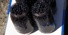 Voi vinde fructe de pădure pure și proaspete din