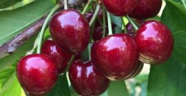 Guten Morgen, ich verkaufe GROSSE Süßkirschen, saftig ohne Würmer,