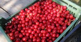 Ich verkaufe frisch gepflückte Kirschen auf Vorbestellung. Kirschen sind