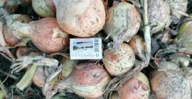 Здраво, продајем леп зимски лук калибра 45+, 90% велике