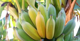 Bananen zu verkaufen. Herkunftsland: Costa Rica. Die Früchte sind