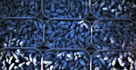 Ще продам около 10 тона боровинки хаскап от ръчно