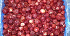Продам замороженную клубнику. Страна-производитель - Египет. - Класс А.