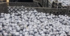 Meghívjuk Önt, hogy működjön együtt velünk, saját áfonyaültetvényeink vannak