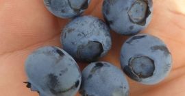 Pentru vânzările cu amănuntul și cu ridicata, ofer fructe