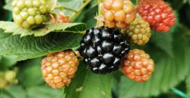 More in vendita - località Onești, contea di Bacău