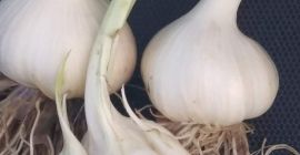 Продам чеснок harnaś, если вы заинтересованы, свяжитесь с нами