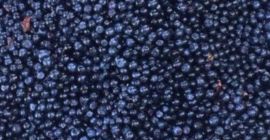 Frische Blaubeeren in großen Mengen