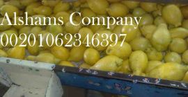 ALshams vagyunk az általános import és export területén. Mindenféle