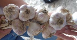 Ich werde Knoblauch &quot;Lubasza&quot; verkaufen. Dies ist eine relativ