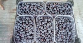 I will sell blueberry about 1000 kg on Saturday.