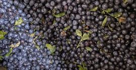 I will sell black, forest blueberries from Belarus, frozen,