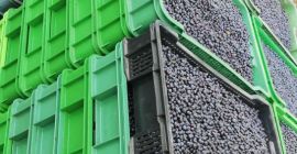 Voi cumpăra în gros cantități de afine proaspete de