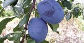 I will sell plums of Cacańska Lepotica and Węgierka