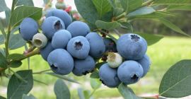 Salve, venderò mirtilli americani direttamente dal nostro frutteto. I