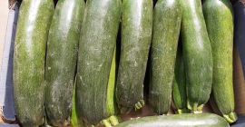 Zucchini, Sorte Cora F1. Kaliber 250-500g schöne, handelsübliche Ware.