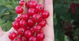 Црвена рибизла се ручи сваки дан ручно.