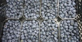 I will buy blueberries packed 250g, about 5 tons