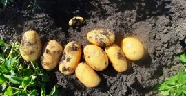 Carera potatoes of the highest quality. Large quantities.
