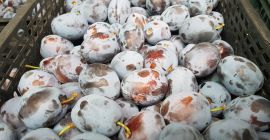 Ich werde Lepotica-Pflaume, reif, 1t pro Tag, zu vereinbarender