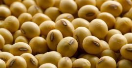 Ernte 2020 Gelbe Sojabohnen mit hohem Proteingehalt Verpackung: 25
