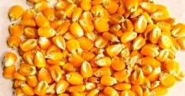 Mais giallo essiccato della migliore qualità al miglior prezzo