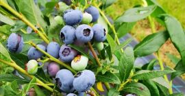 Vand afine de cultură.