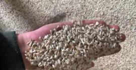 We sell safflower Rostov-on-Don port &quot;KORVET&quot; 600 tons oil
