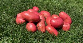 Price: negotiable depending on the desired quantity. Local producer