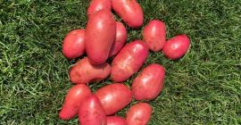 Price: negotiable depending on the desired quantity. Local producer