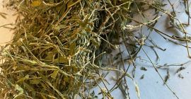 Knotweed for sale (Polygoni avicularis herba), large quantities from