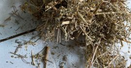 Ich werde Wermutkraut (Absinthii herba) in großen Mengen aus