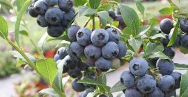 Voi vinde fructe de afine americane certificate bio, ambalate