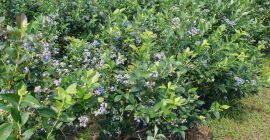 I will sell blueberry Chendler and Nelson around 2