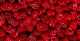 Dobry dzień! Sprzedajemy hurtowo wysokiej jakości wiśnie, morele, nektarynki,