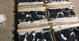 Good day! We wholesale high quality grapes from Uzbekistan.