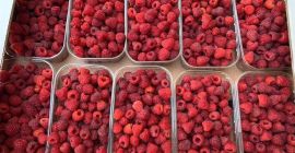 Good day! We are selling quality raspberries wholesale from
