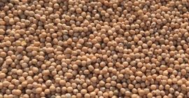 Compania noastră SEEDMARKET LLC, cu sediul în Moscova, Rusia,