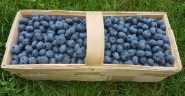 Voi vinde fructe de afine, fructe mari și frumoase.