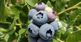 VOI VÂND ALBĂ AMERICANĂ DIN PLANTAȚII PROPRII. POSIBILĂ COOPERARE